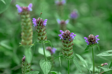 Prunella vulgaris, self-heal, heal-all, woundwort, heart-of-the-earth, carpenter's herb, brownwort and blue curls purple flower growing on the field. Honey and medicinal plants in Europe. drug plants