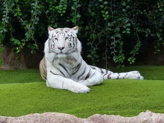 Plakat white bengal tiger