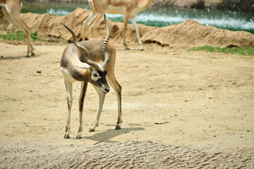 Antilope dentro de su recinto al aire libre en el Zoologico.