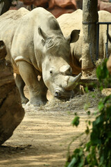 Obraz premium Retraro de un Rinoceronte Blanco comiendo en el Zoologico. Concepto de preservacion animal en cautiverio.