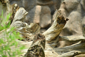 Tronco de Madera petrificado.