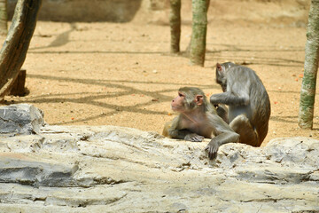 Macaca Moca en el Zoologico.