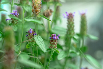 Prunella vulgaris, self-heal, heal-all, woundwort, heart-of-the-earth, carpenter's herb, brownwort and blue curls purple flower growing on the field. Honey and medicinal plants in Europe. drug plants