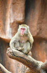 Retraro de un Macaco Moca sentado sobre un tronco de arbol. Espacio para texto en la parte superior.