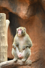Retraro de un Macaco Moca sentado sobre un tronco de arbol. Espacio para texto en la parte superior.