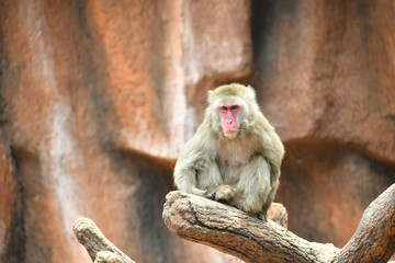 Macaco Moca sentado sobre un tronco de arbol. Espacio para texto al lado Izquierdo.