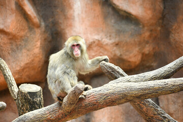 Macaco Moca sentado sobre un tronco de arbol. Espacio para texto al lado derecho.