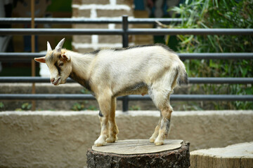 Cabra bebe parada sobre un tronco de madera en el Zoologico. - obrazy, fototapety, plakaty
