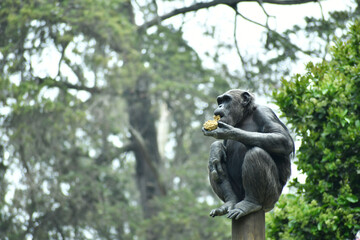 Mono sentado sobre un tronco comiendo su alimento. Espacio para texto al lado izquierdo.