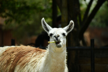 Llama comiendo su alimento.