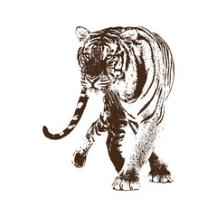 Fototapeta na wymiar tiger Vector drawing illustration black and white engrave isolated illustration