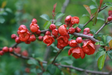 Fototapeta premium Chaenomeles, scarlet japanese quince medium orange - highly decorative deciduous shrub