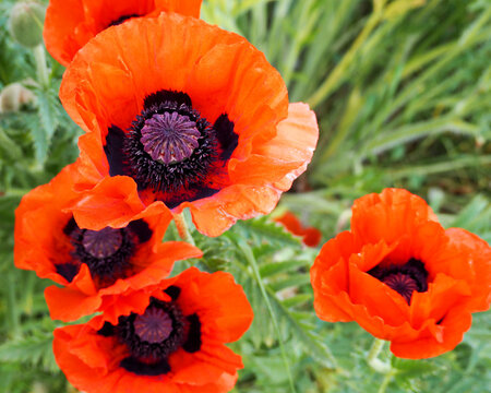 Several Large Red Poppy Buds.  Spring, Summer, Poster.  View From Above.  Red Flowers