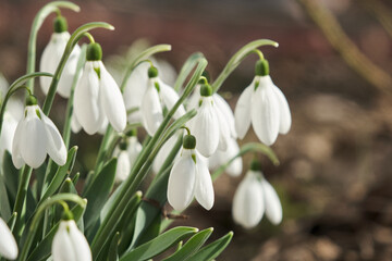 Closeup shot of fresh early snowdrops or common snowdrops Galanthus nivalis
