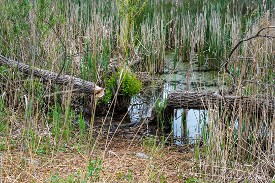 Tree cut by a biever