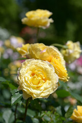 フランス・アンフォ　バラの花