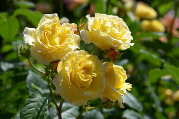 フランス・アンフォ　バラの花