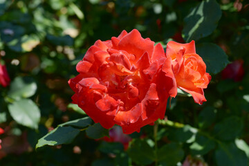 フリュイテ　バラの花