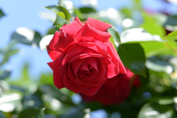 リパブリック・ドゥ・モンマルトル　バラの花