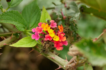 Tiny blackberry flowers. Red, yellow tiny flowers