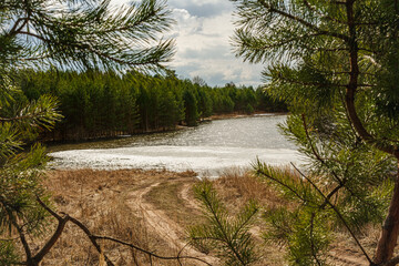 View of the forest lake through the pines. Part of the water is covered with melting ice, there is a lot of old dry grass on the shore. Spring landscape on a sunny day with blue sky and small clouds