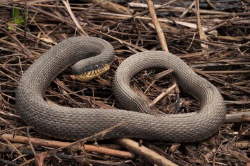 Plainbelly water snake macro portrait on grass 