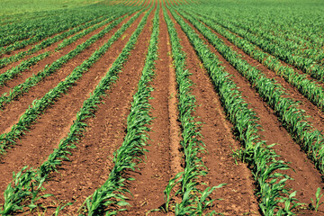 Fototapeta na wymiar Small green corn crop plants swaying in wind in cultivated agricultural field