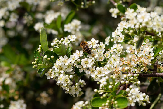 Flores  de Pyracantha coccinea visitadas por una abeja