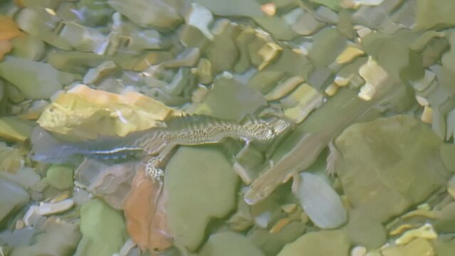 Two newts in river water. CREATIVE. Gray-brown newts on the background of stones and water. Two tritons swim in the river and waves go