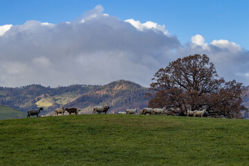 Sheep in the autumn mountains