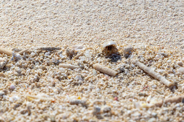 Hermit crab on a beach in Maldives