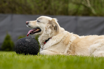 golden retriever z piłką na wiosennej trawie
