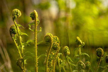 młode paprotniki skąpane w porannym słońcu