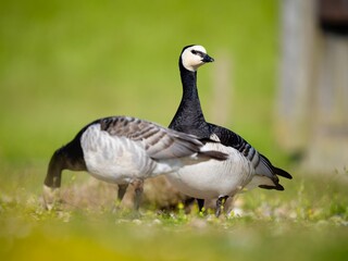 barnacle goose On the grass