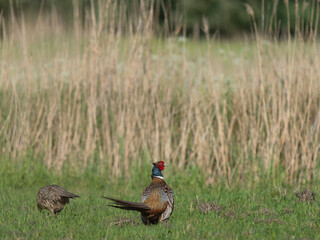 pheasant in the grass