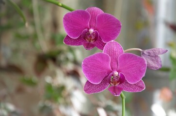 Obraz premium flowering orchid, beautiful lilac flower, decorative tropical flower of phalaenopsis orchid