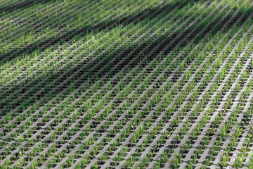 Turf block. Eco-friendly coating - concrete lawn grill