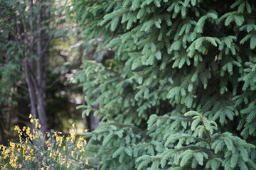 Waldrand oder Waldsaum mit Ginster in voller Blüte und Fichten, Pica abies