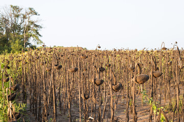 The heads of dried sunflowers with seeds bowed to the ground in the field. Dry year, crop harvest.