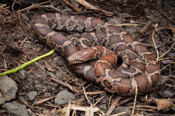 Eastern Milk snake macro portrait 