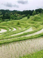 rice field