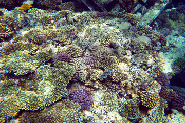 Naklejka na ściany i meble View of coral reef in Sharm el Sheik