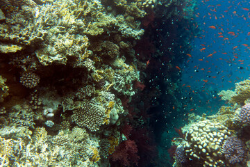 View of coral reef in Sharm el Sheik