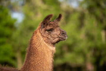 lama in the meadow in the pasture at sunset, fluffy llama before summer shave. 