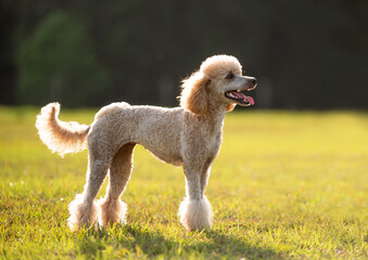 Purebred standard poodle with a haircut standing outside in green open space at sunset