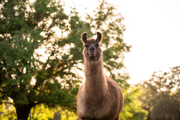 lama in the meadow in the pasture at sunset, fluffy llama before summer shave. 