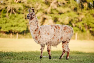 Wandaufkleber lama in the meadow in the pasture at sunset, fluffy llama before summer shave.  © Tanya