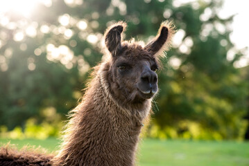 Fototapeta premium lama in the meadow in the pasture at sunset, fluffy llama before summer shave. 