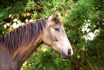 Horse looking over fence in a paddock, horse at a farm. Old retired horse. 	
