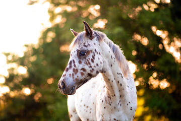 Appaloosa horse in the pasture at sunset, white horse with black and brown spots. yearling baby...